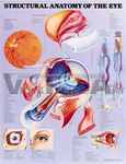 Structural Anatomy of the Eye Anatomical Chart - Paper